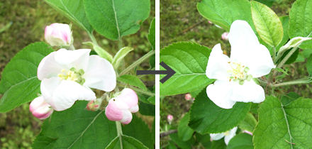 りんごの花　摘花前・左で、摘花後・右です