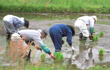 大郷の田植えの手伝い