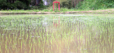 雑草が水の上に大量に顔を出していた下の田んぼ