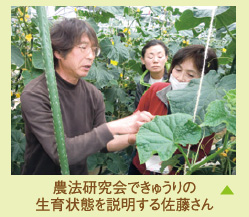 農法研究会できゅうりの生育状態を説明する佐藤さん