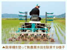 除草機を使って無農薬水田を除草する様子
