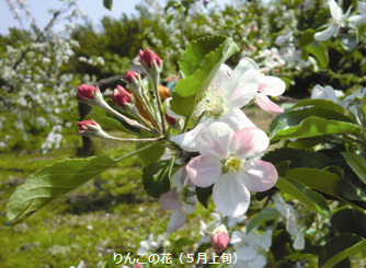 りんごの花・5月中旬