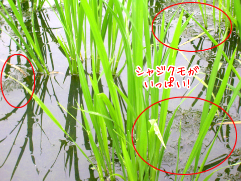 稲のまわりにはシャジクモ(車軸藻)がいっぱい