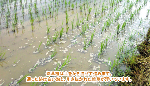 除草機は土をかき混ぜて進みます。通った後は白い泡と引き抜かれた雑草が浮いています。