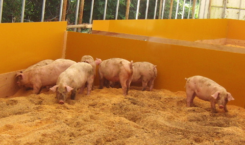 あいちゃん牧場では、豚さんたちは良い環境でのんびり過ごしています。