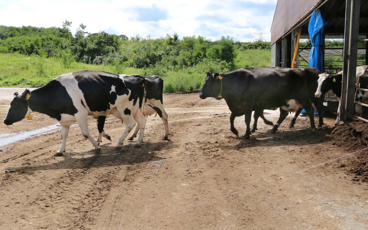 牛舎から牧場へ移動する牛たち