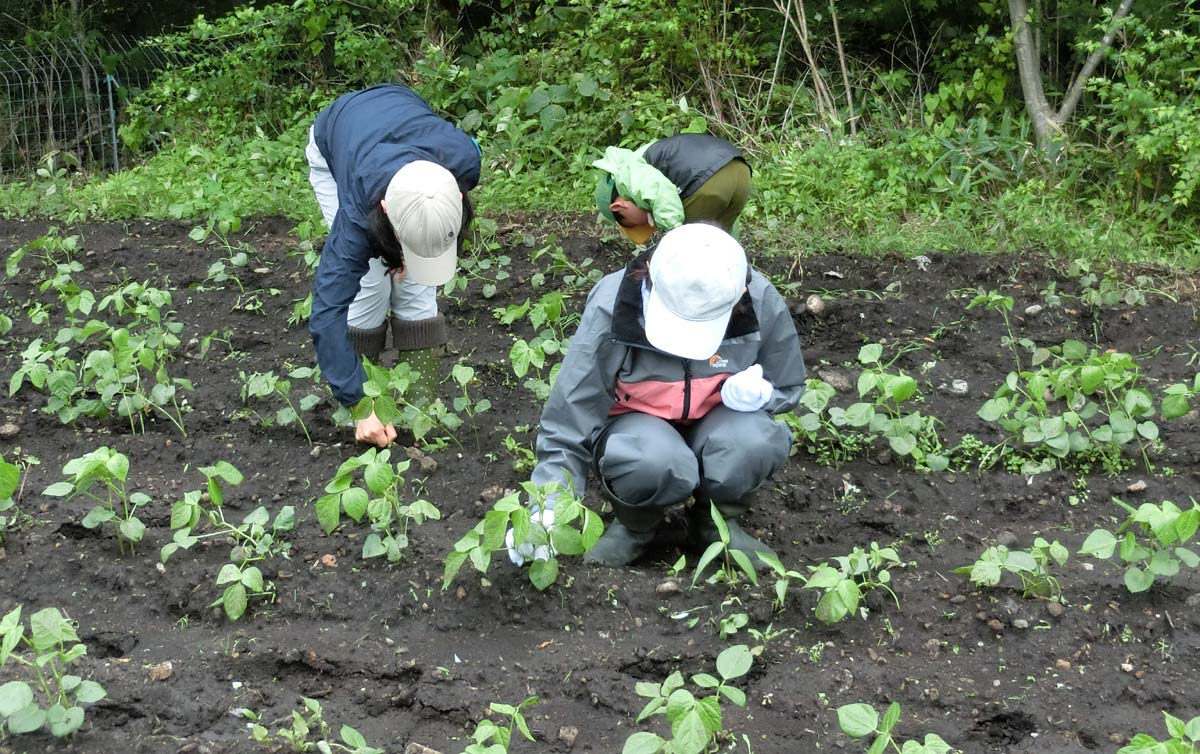 丁寧に草を取る