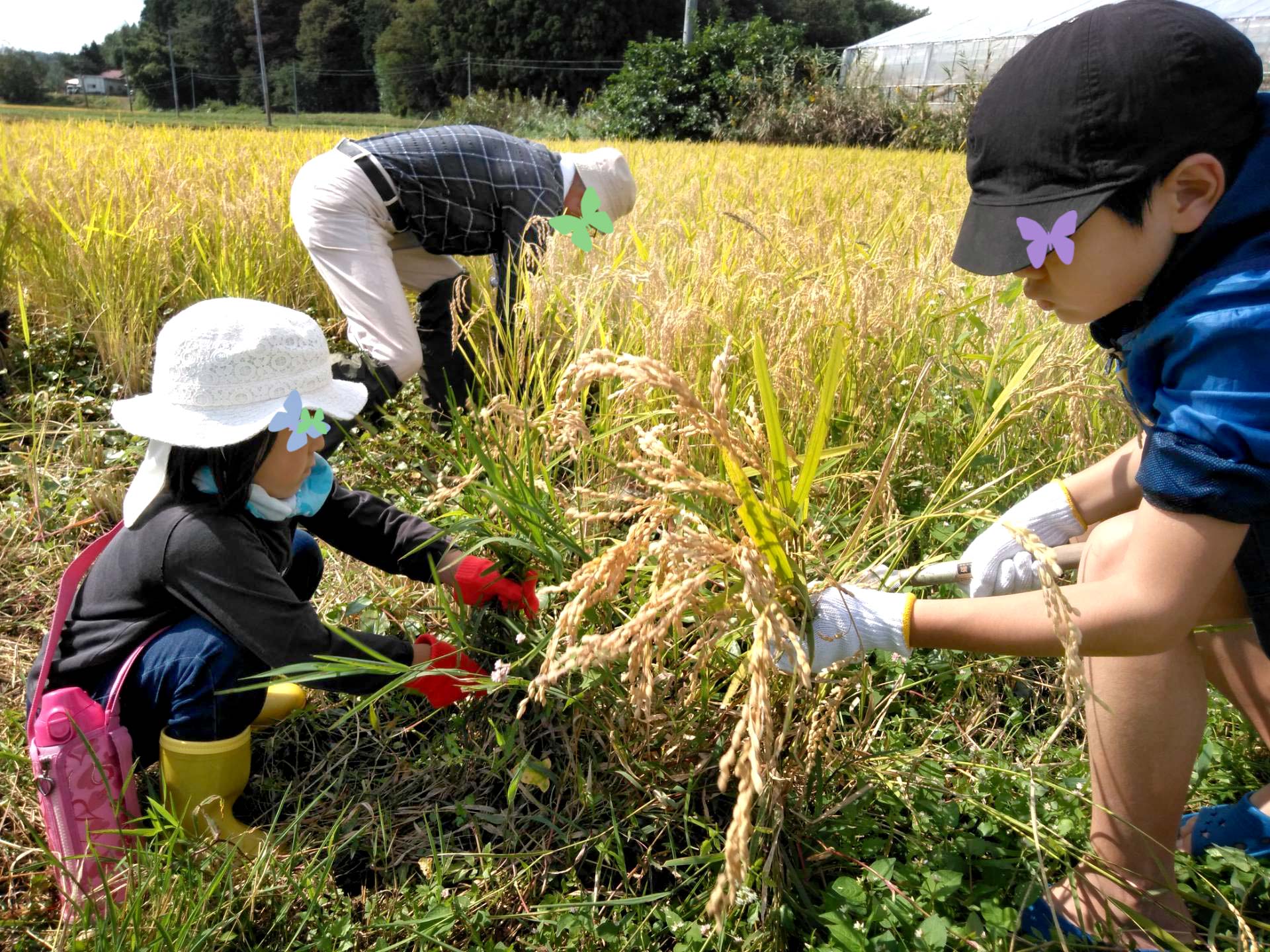 見事な鎌さばきでどんどん稲を刈っていく子供たち