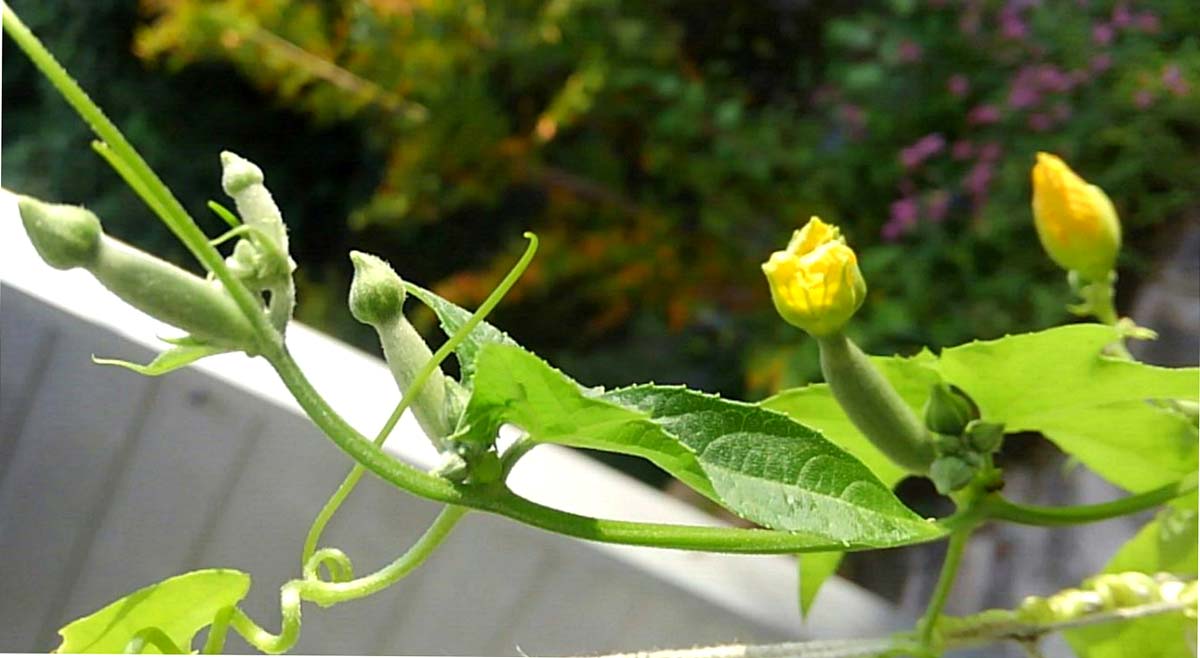 へちまの雌花