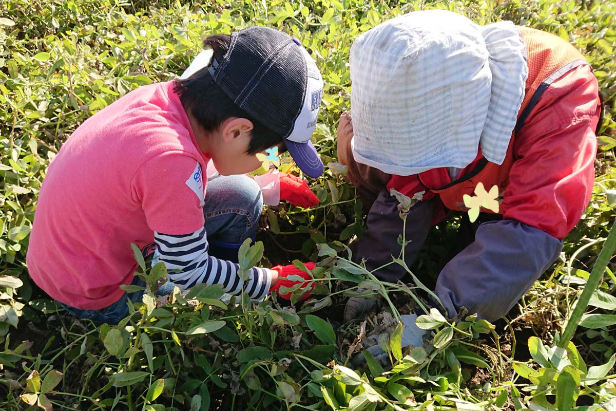 落花生の掘り方を真剣に教えてもらう