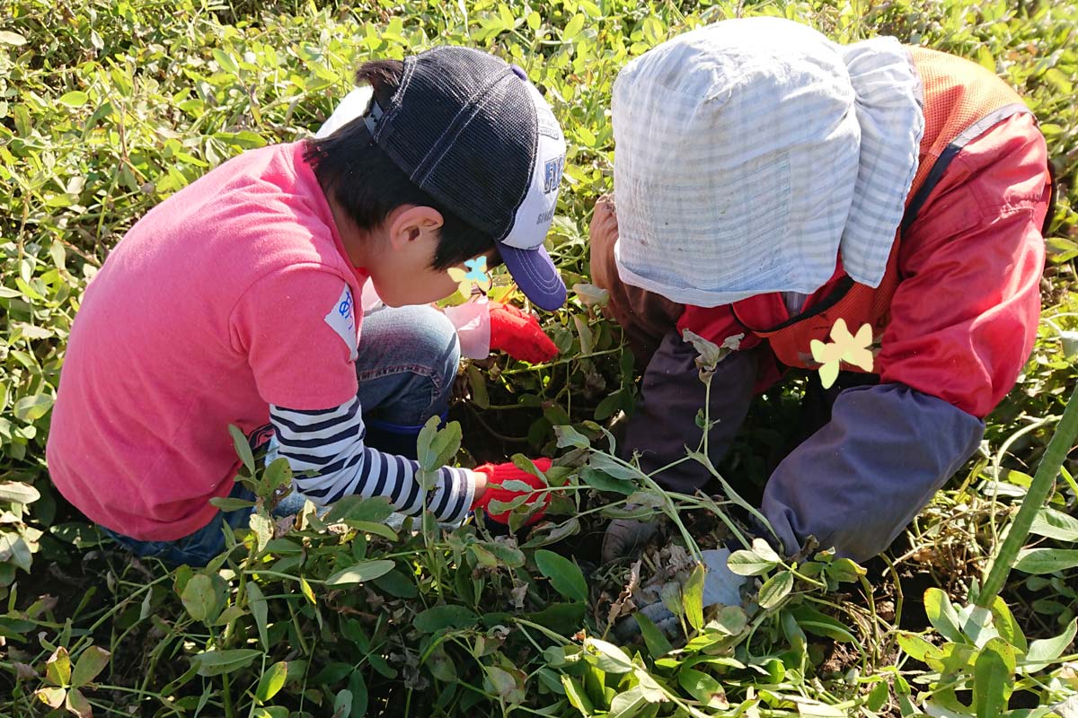 落花生の掘り方を真剣に教えてもらう