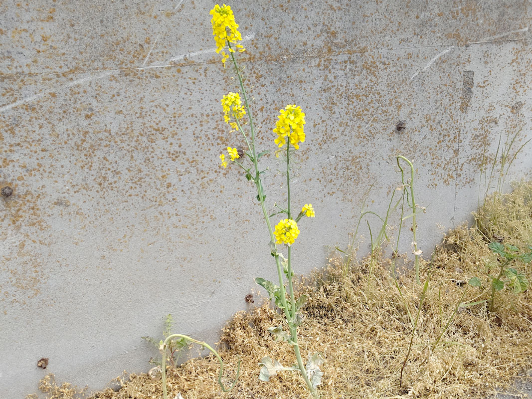 除草剤が撒かれたあとに咲くナタネ