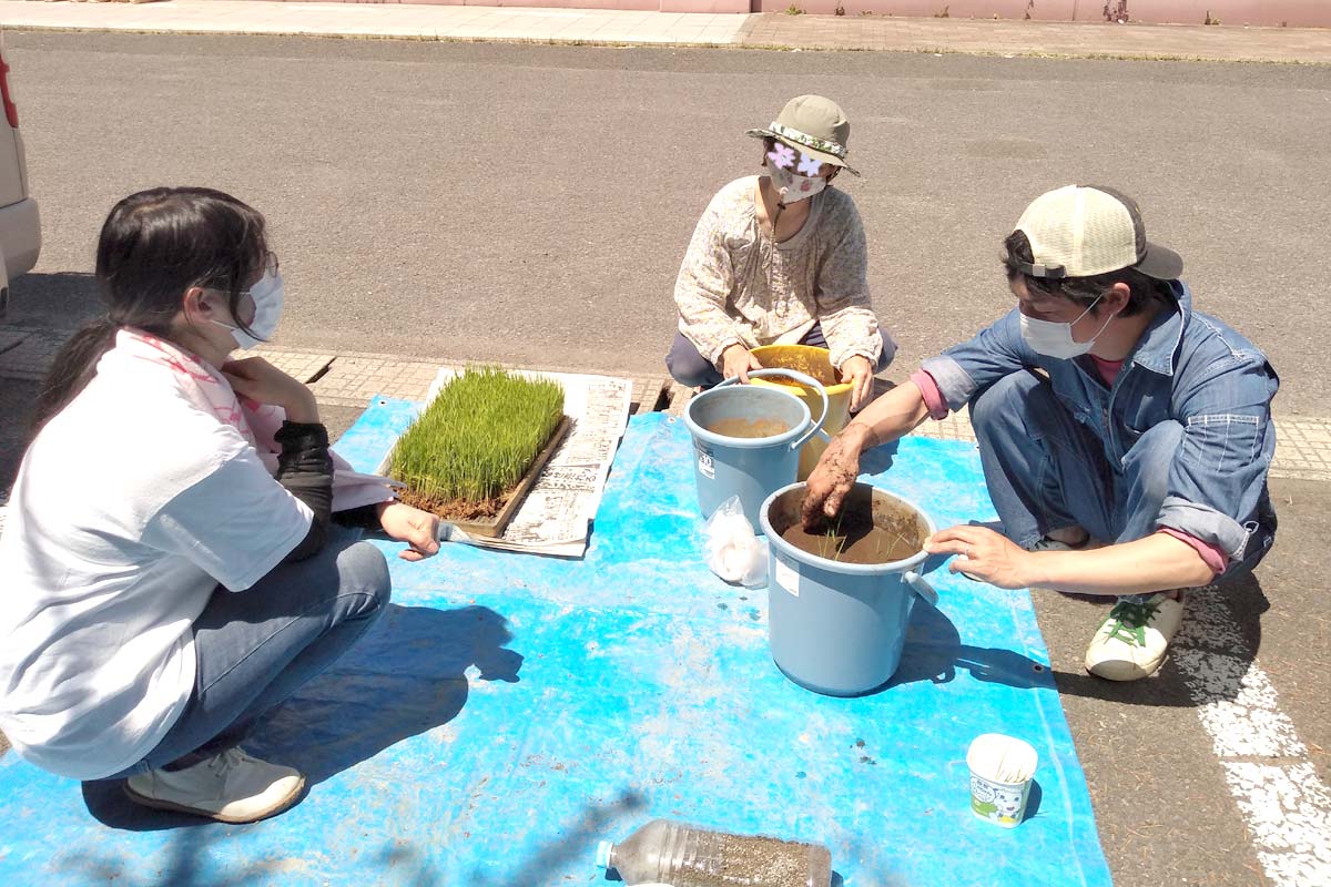 バケツ稲栽培セットを用意