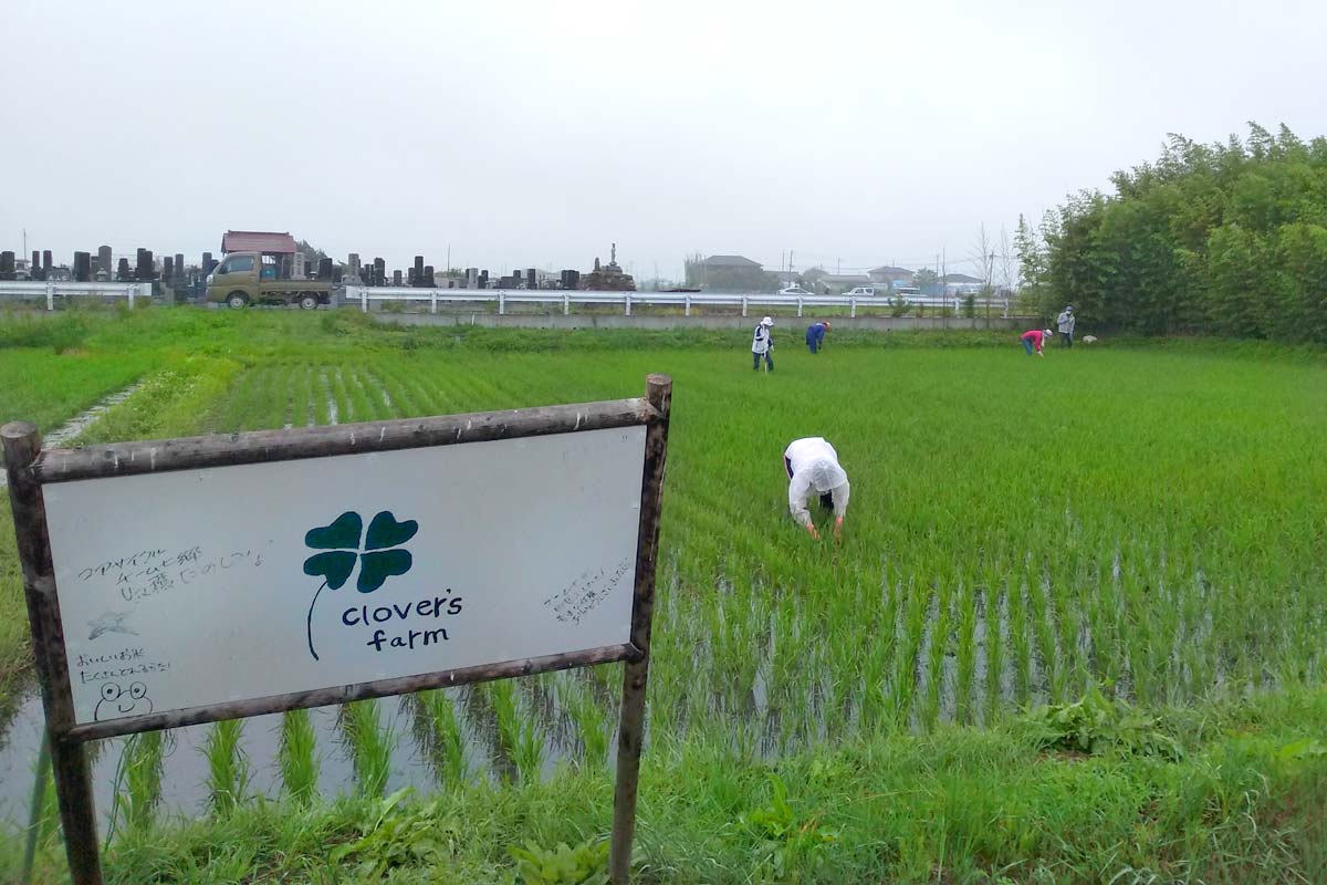 七郷トライ田んぼの草取り