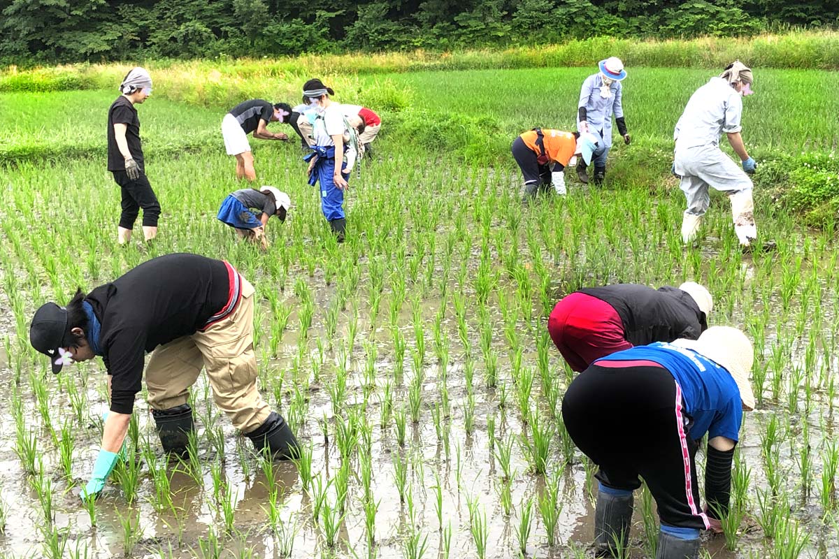 みんなで草取り