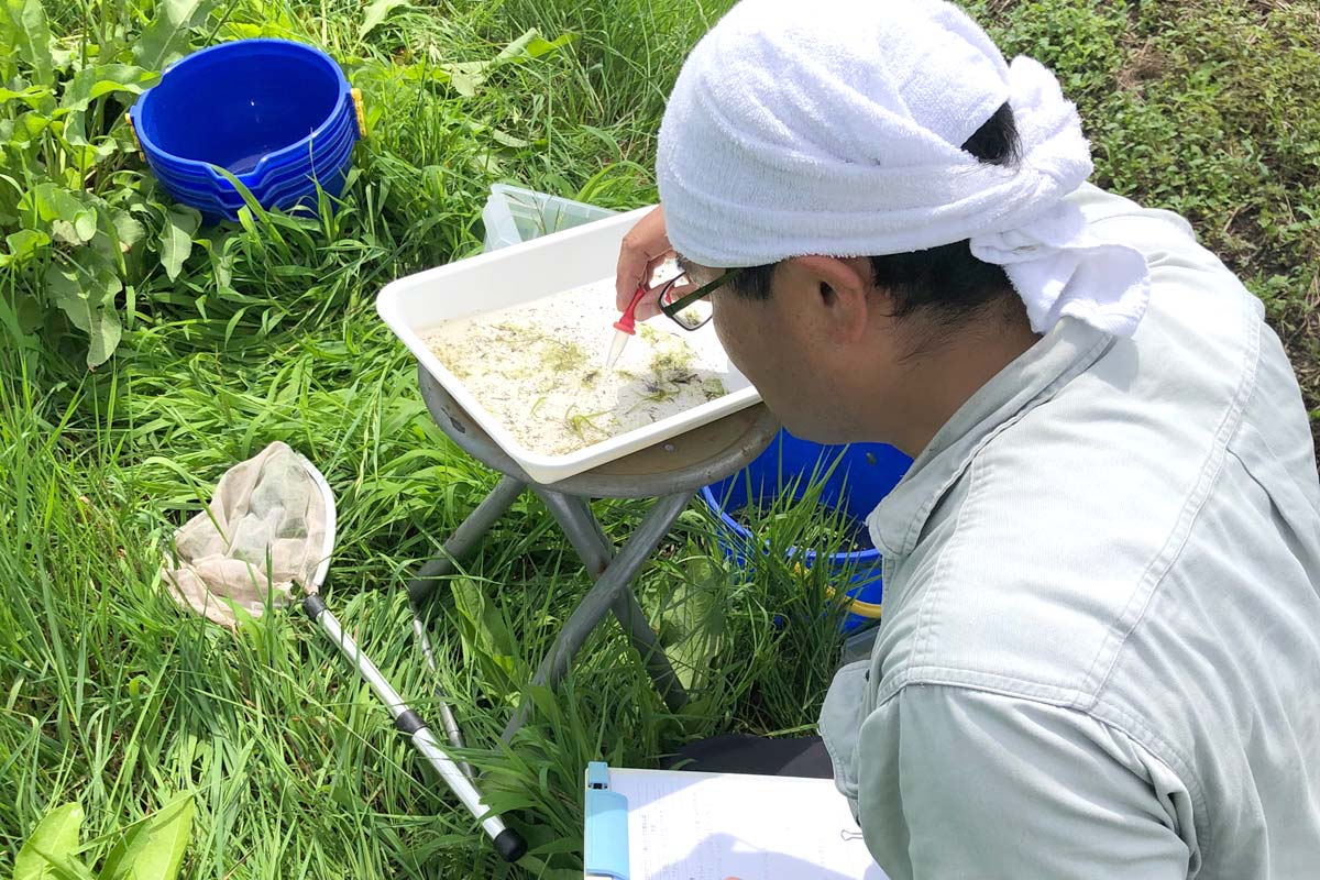 どんな生き物が生息しているのか調査中のむかっち博士