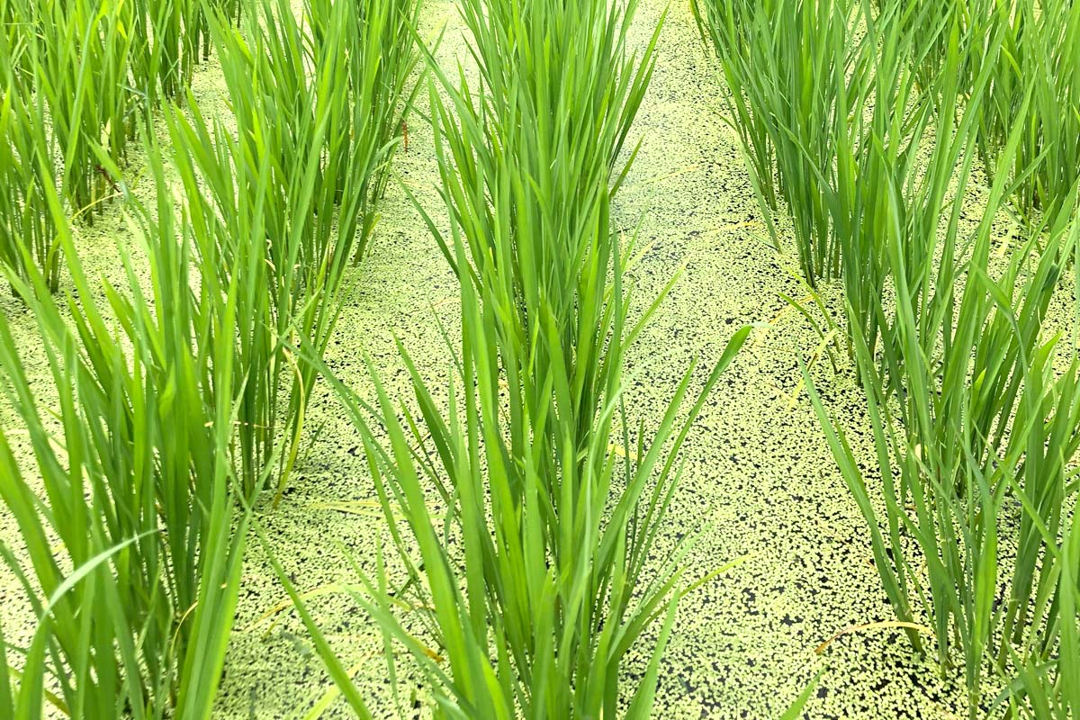 2週間ぶりに訪れた田んぼには浮き草がびっしり