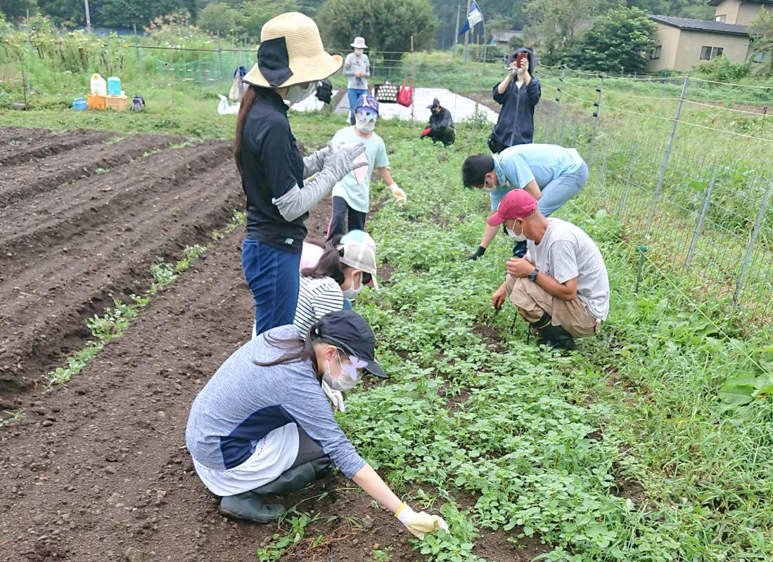 雑草だらけの畝。にんじんと雑草の境目が分かりません