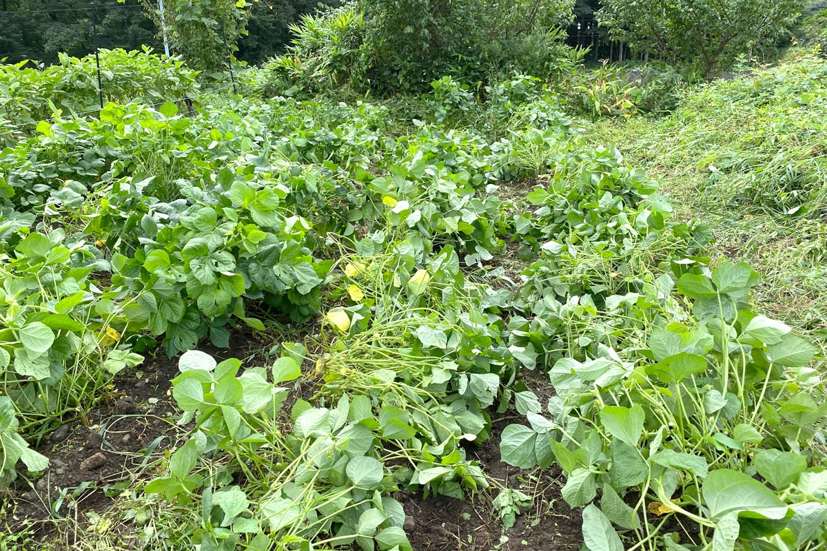 除草が進み、だいぶ土が見えてきました