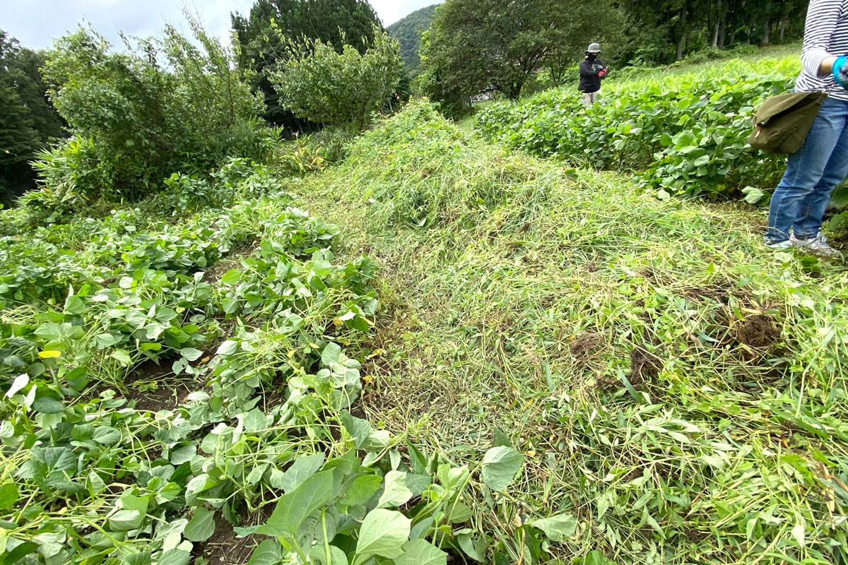 畑の横には除草した草の山