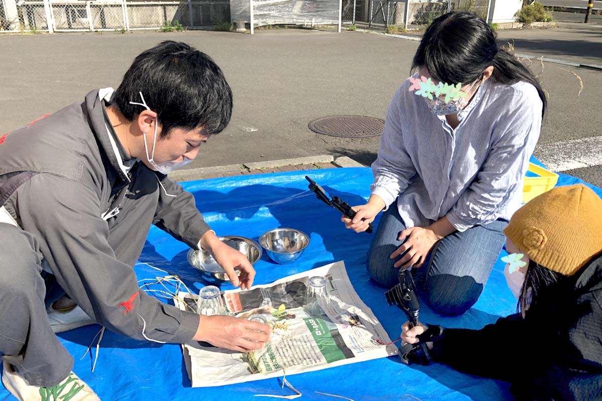 すり鉢にて籾摺り作業