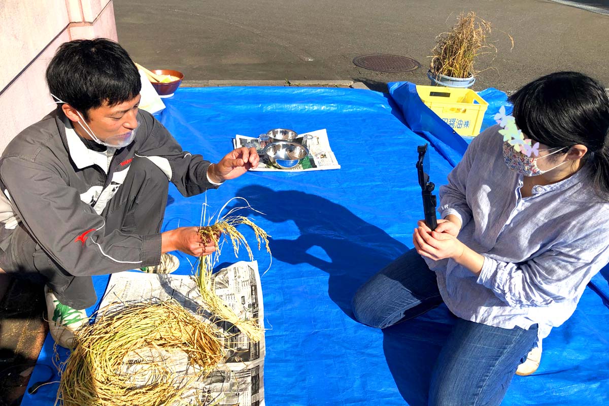 はさま自然村の菅原達徳さんに稲の茎数の数え方を教わります。