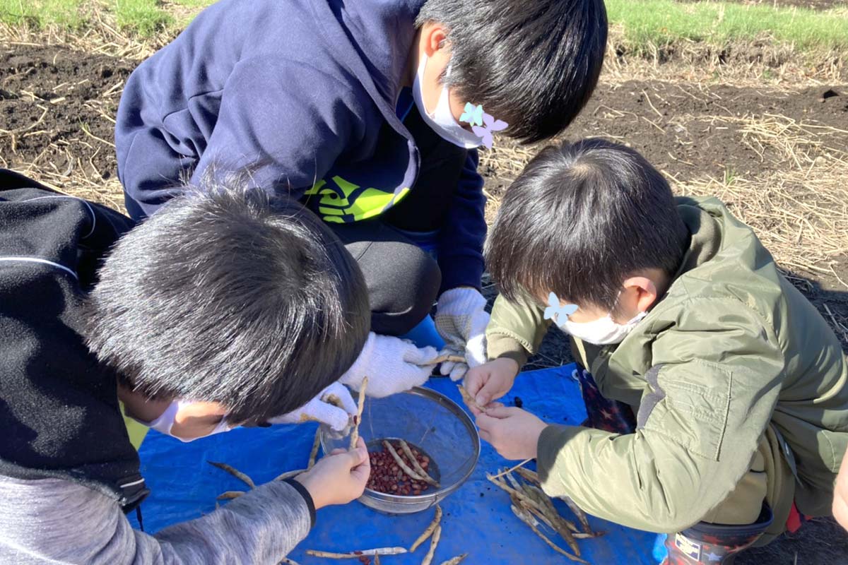 小豆をさやから出します