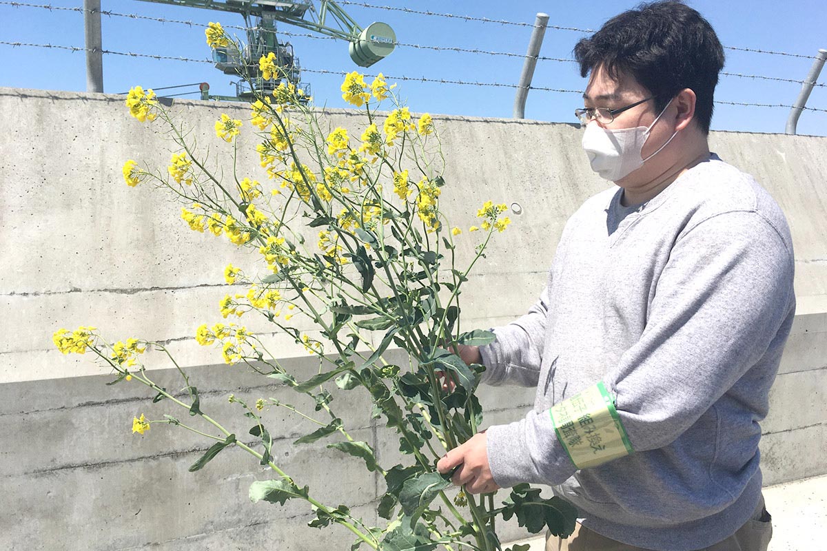 大きな容疑者を確保!セイヨウナタネです。