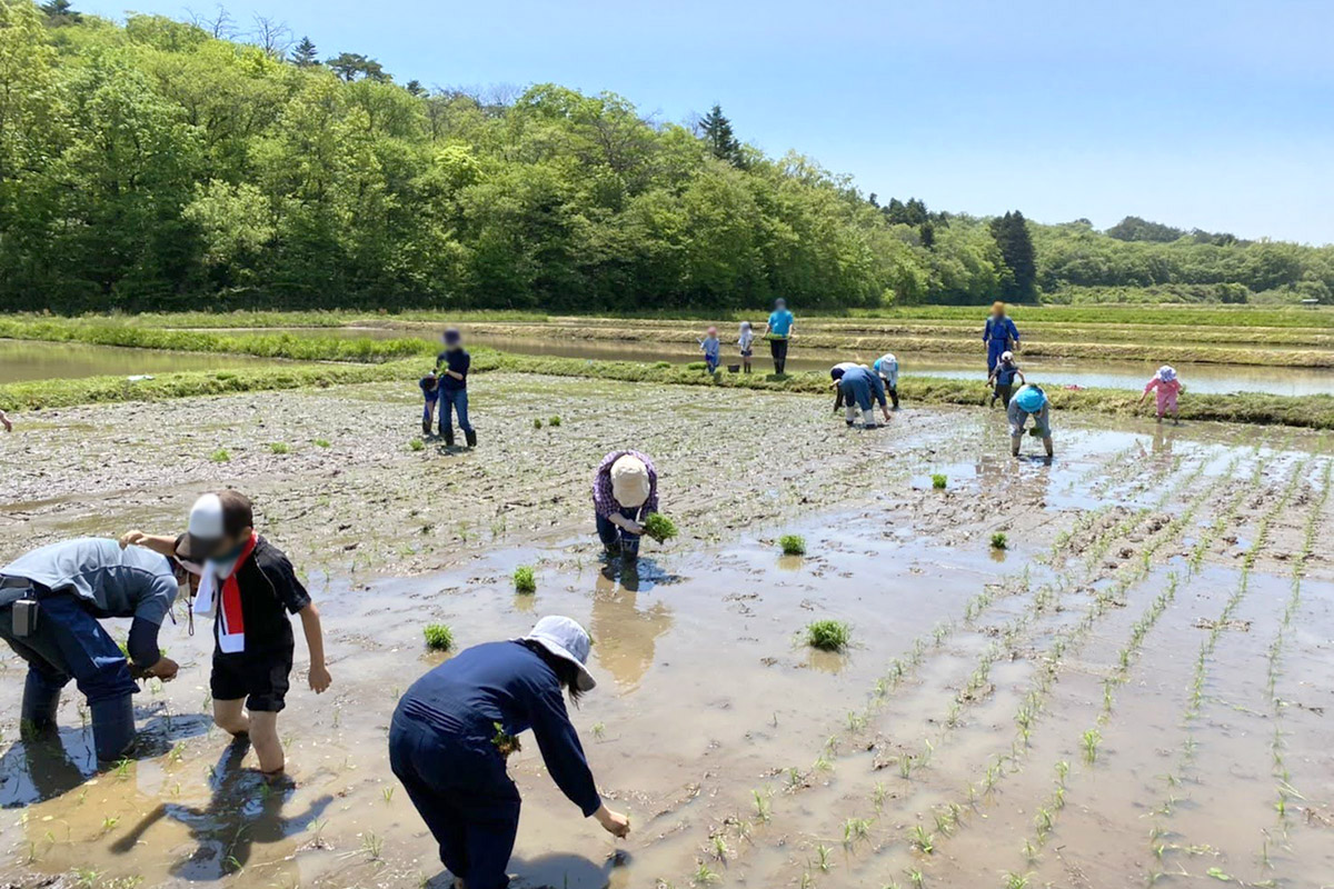 田植えの様子