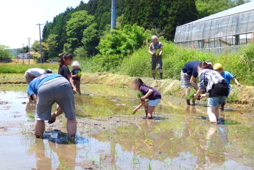 大郷みどり会無農薬交流田での活動です。