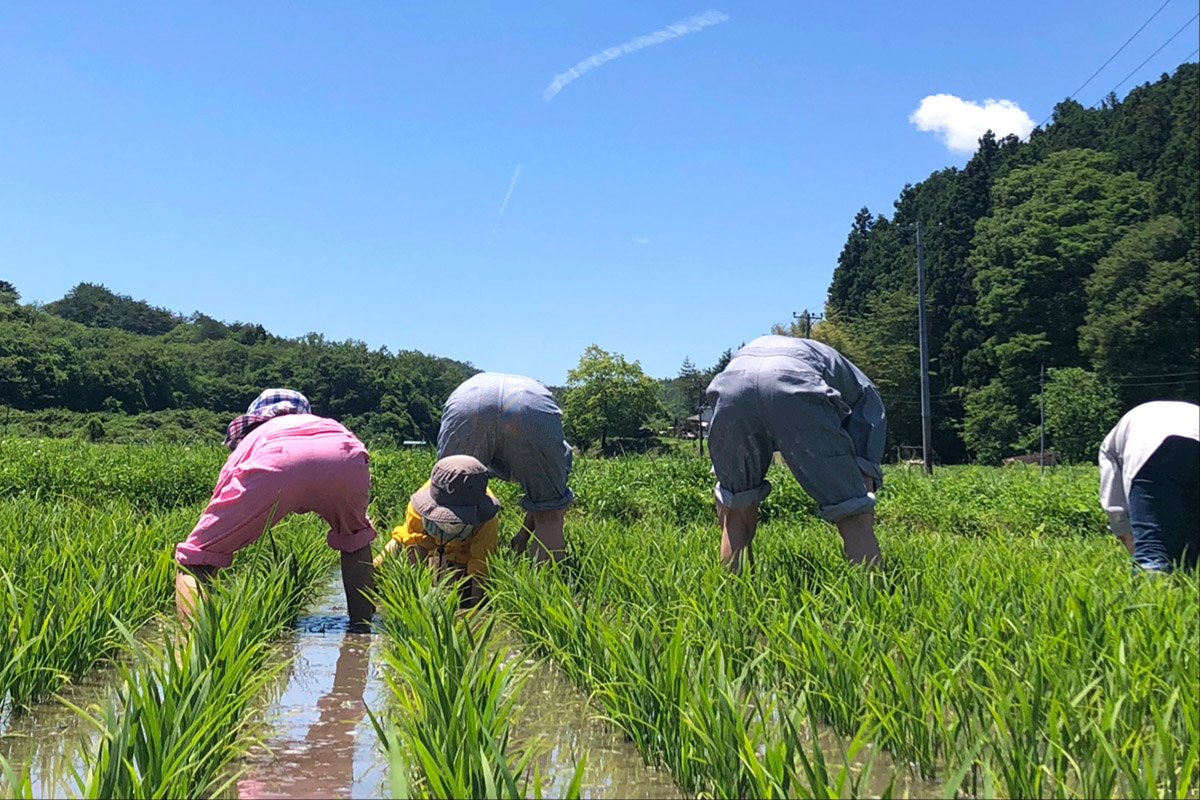 みんなで草取り