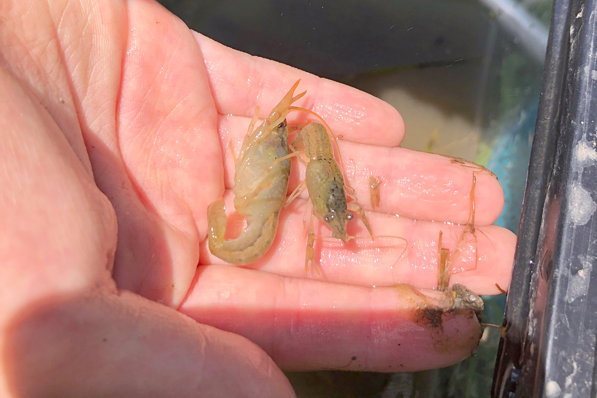 ザリガニの赤ちゃん兄弟を発見!