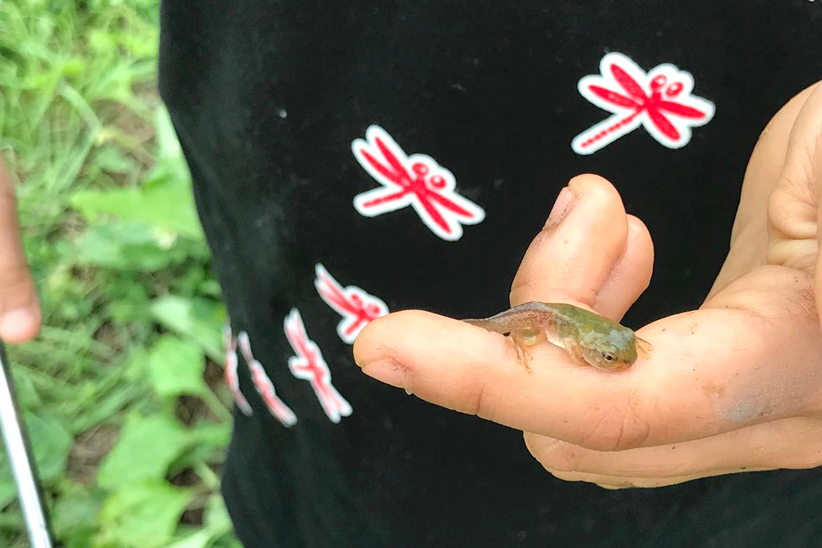 足の生えたおたまじゃくし