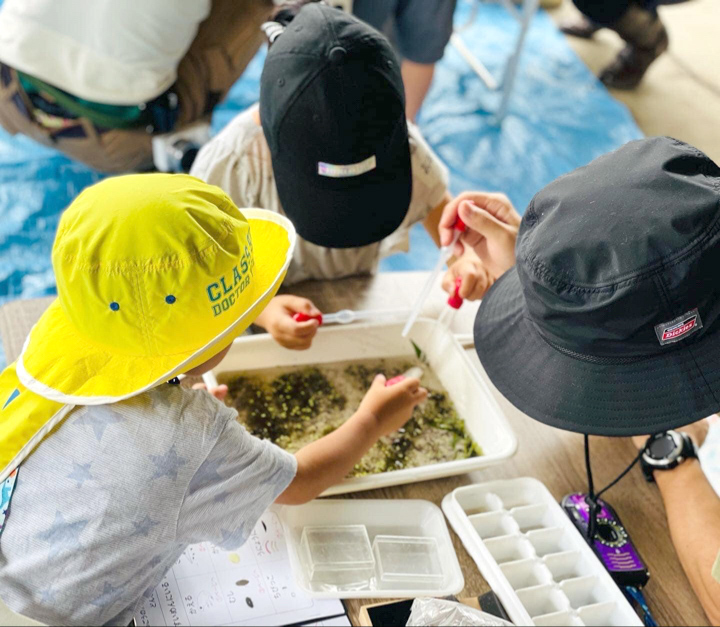 生き物を分類中