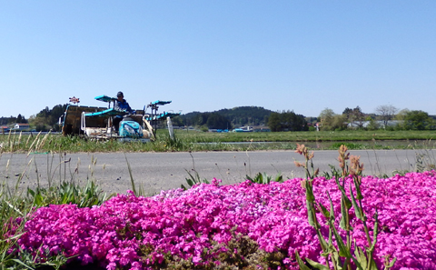 今日も朝から田植えです