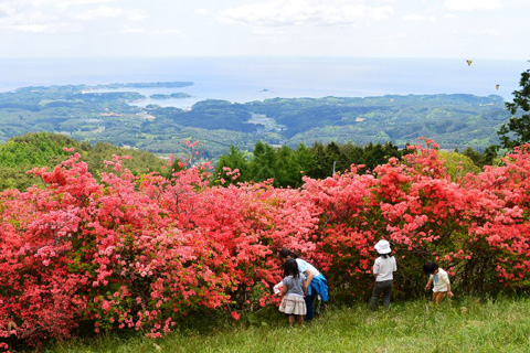 つつじの田束山と海