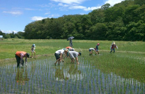 大郷の交流田。みんなで草取り！