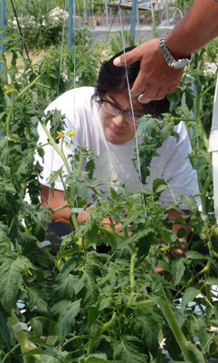 七郷みつば会の菊地さんが熱心にトマトを観察