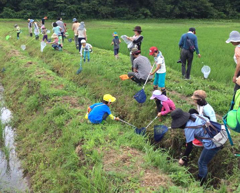 大郷の交流田。みんなで生き物調べ！