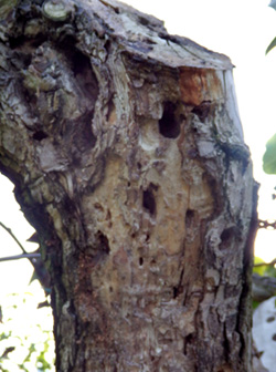 ヒメボクトウの被害が大きい梨の木