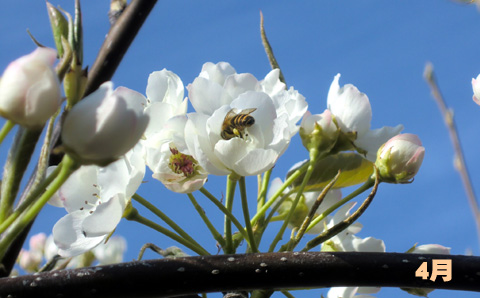 梨の花・4月の様子