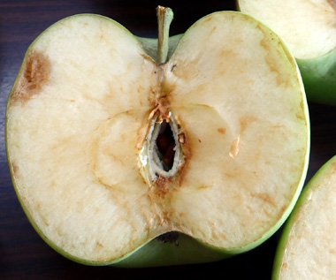 りんごの打撲傷の断面
