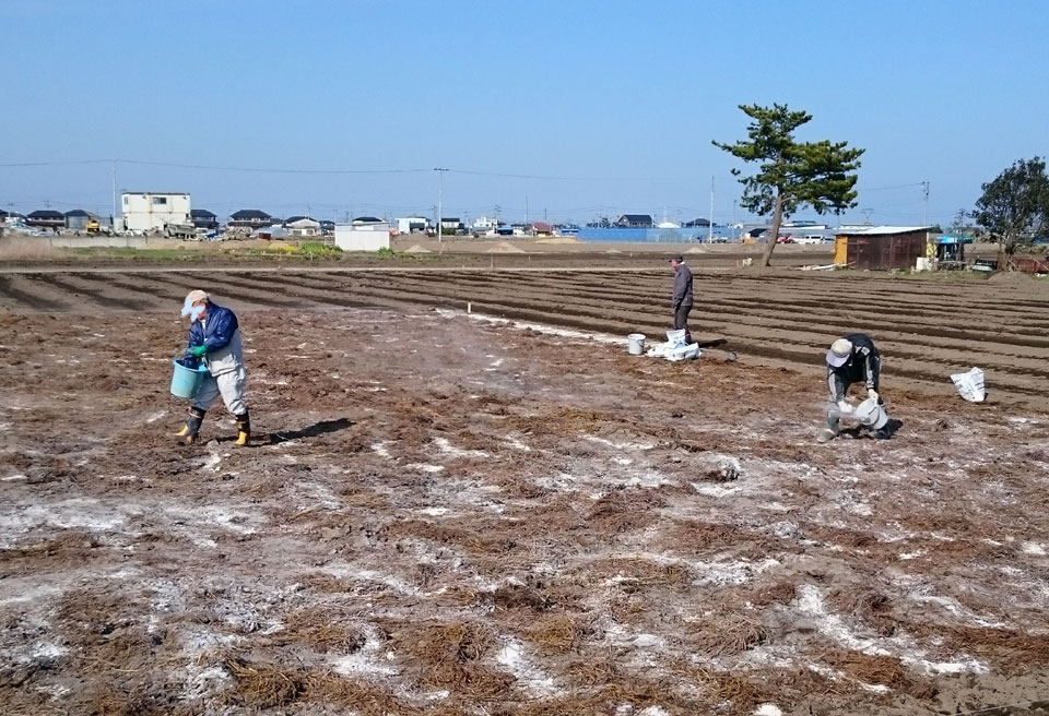 さつまいもと落花生の畑の準備