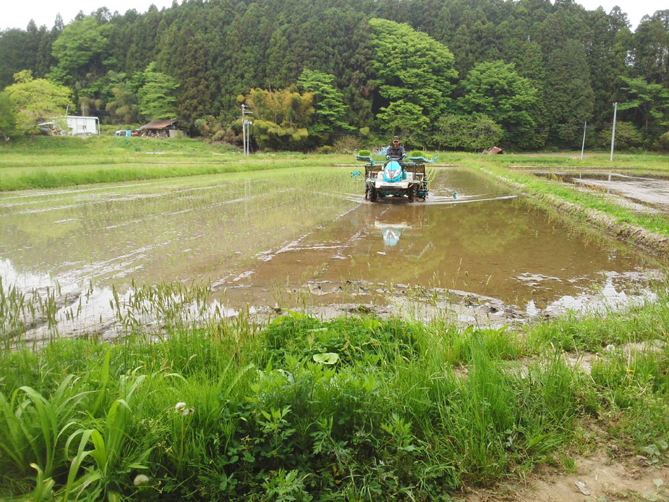 木々に囲まれた田んぼ