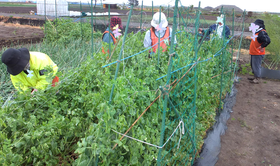 野菜のお手入れ