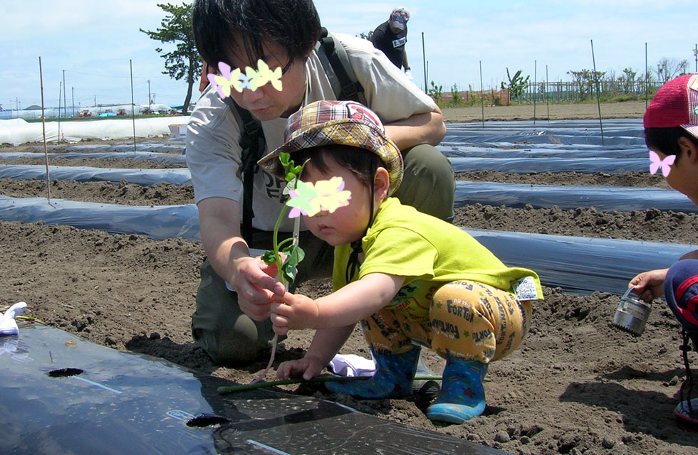 さつま芋の苗を斜めに差し込む