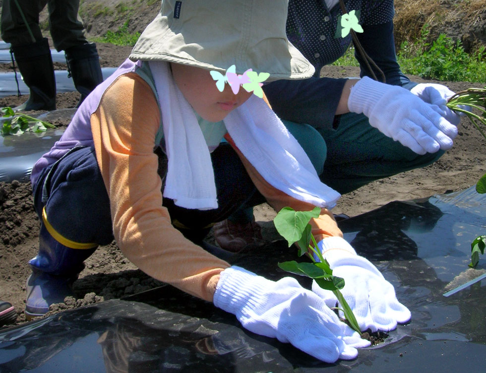 さつま芋の苗を斜めに差し込む