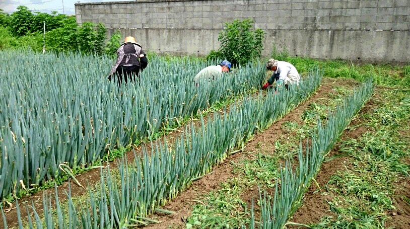 7月23日大郷みどり会でねぎの除草