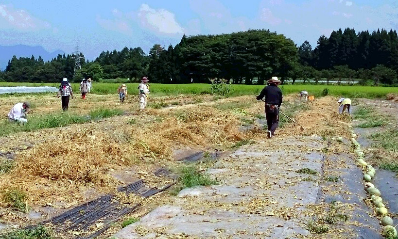 8月10日大石田でメロン畑の片付け