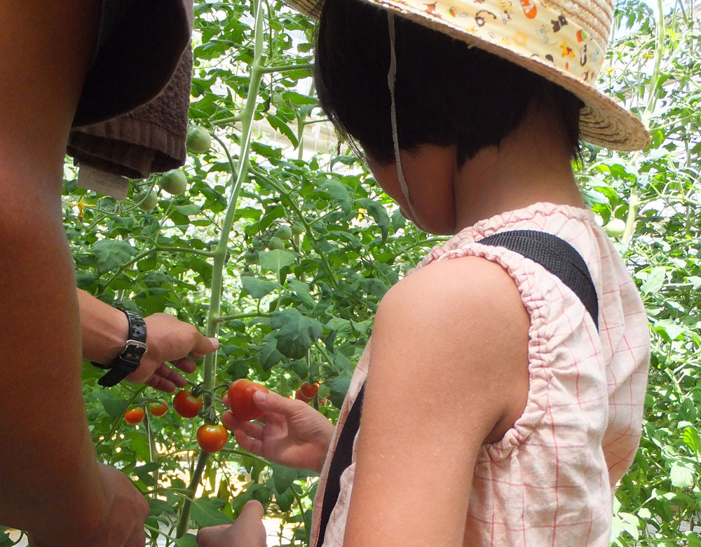 中玉トマトの収穫体験